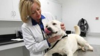 National Pet Week Want to learn more about how to take care of your pets? National Pet Week...