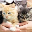 Adopt a cat this month and keep  him or her safe with a free pet [&hellip;]