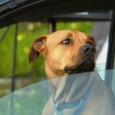 Summer heat makes cars a danger for pets; don’t take them with you unless it’s [&hellip;]