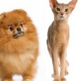 When deciding what type of pet is best for you, be sure to consider various [&hellip;]
