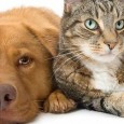 Are you doing the right things to keep your pets healthy and happy? Download Audio [&hellip;]